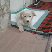 سگ پاکوتاه مدل روباهی.خیلی قشنگ وخوش رنگ