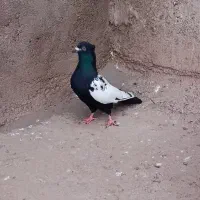 پرنده دم سیا