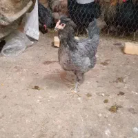 فروش تخم نطفه دار گلین وبرهما فول کیفیت