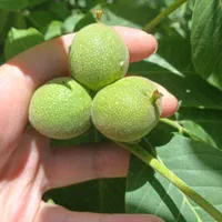 فروش گیلاس،البالو،زردالو و صدها نوع درخت دیگر