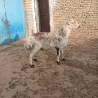 شیشک چهار دندون خال|حیوانات مزرعه|زاوه, |دیوار