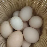تخم نطفه دار مرغ برهما