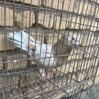 کبوتر