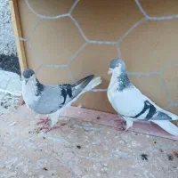 کبوتر|پرنده|الوند, |دیوار