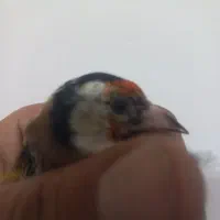 سهره سردسیری گل قفل