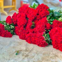 (فریمان)استخدام کارگراقادرگلخانه گل رزشاخه بریده