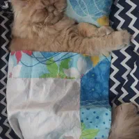 گربه پرشین فلت اصیل|گربه|اصفهان, بهارستان|دیوار