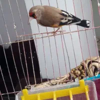 سهره سقا نر بخون|پرنده|کرمان, |دیوار