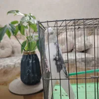 عروس هلندی وایت فیس قیمت مناسب|پرنده|برخوار, |دیوار