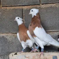 دسته کبوتری درجه یک