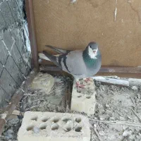 ماده خرقه دمگیر