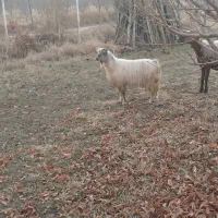 یک بزغاله نر|حیوانات مزرعه|اشنویه, |دیوار