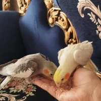 عروس هلندی همراه جوجه وتخم