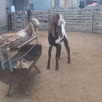 ۳راس‌بز‌خوب