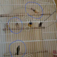 جوجه فنچ گلدین