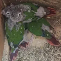 گیرنیچیک وعروس هلندی سرلاکی