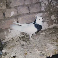 طوقی نر|پرنده|تربت‌حیدریه, مسجد جامع|دیوار