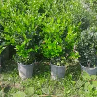 فروش یاس هلندی سطل ۱۰، ۱۲، زباله، وصال ۴۲|گل و گیاه طبیعی|نشتارود, |دیوار