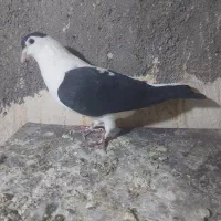 کفتر صید|پرنده|مشهد, کوشش|دیوار