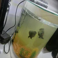 آکواریوم|ماهی|اردبیل, |دیوار