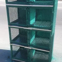 کبوتر دوکتی سرخ