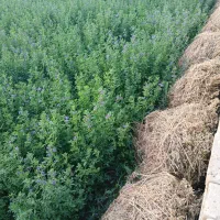 علف اسبیس