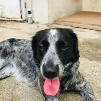 سگ گمشده|حیوانات|رشت, بلوار گیلان|دیوار