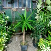 گل های زیبا|گل و گیاه طبیعی|شیراز, شیخ روزبهان|دیوار