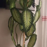 فروش گل دیفن باخیا