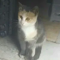 بچه گربه ی بسیار زیبا و پر جنب و جوش|گربه|تنکابن, |دیوار