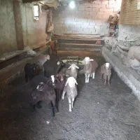 گوسفند بره دار سالم جوان ۸راس