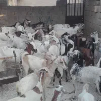 کهره فروشی خالدین|حیوانات مزرعه|قشم, |دیوار