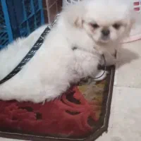 سگ پا کوتاه پیکینیز