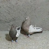یک جفت کبوتر سینه