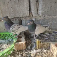 جفت کله سبز|پرنده|شیراز, سینما سعدی|دیوار