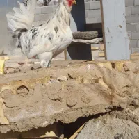 مرغ خروس گلین