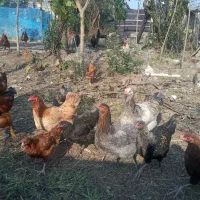 تعدادی مرغ نیمچه