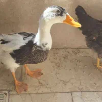 اردک خالدار و مرغ رسمی-شش ماهه