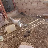 کبوتر