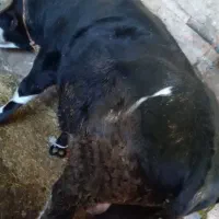 گوساله|حیوانات مزرعه|هریس, |دیوار