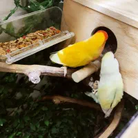 طوطی برزیلی معاوضه با یک جفت فنچ گلدین|پرنده|تهران, هفده شهریور|دیوار