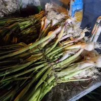 سیر تر ۴۵ قارچ ۱۵۰ هویج ۲۰ شلغم ۲۰