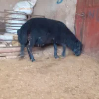 فروش بره قوچ هتروزیگوت