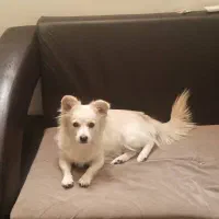 پامرین روباهی