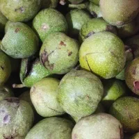 گردو با پوست سبز