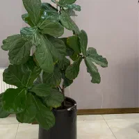 گل فیکوس لیراتا