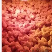 جوجه بلدرچین ۱۰ روزه