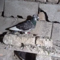 کبوتر دورگه و تکپر|پرنده|نگین شهر, |دیوار