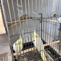 سه جفت عروس هلندی