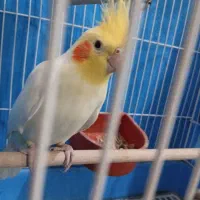 عروس هلندی سخنگو